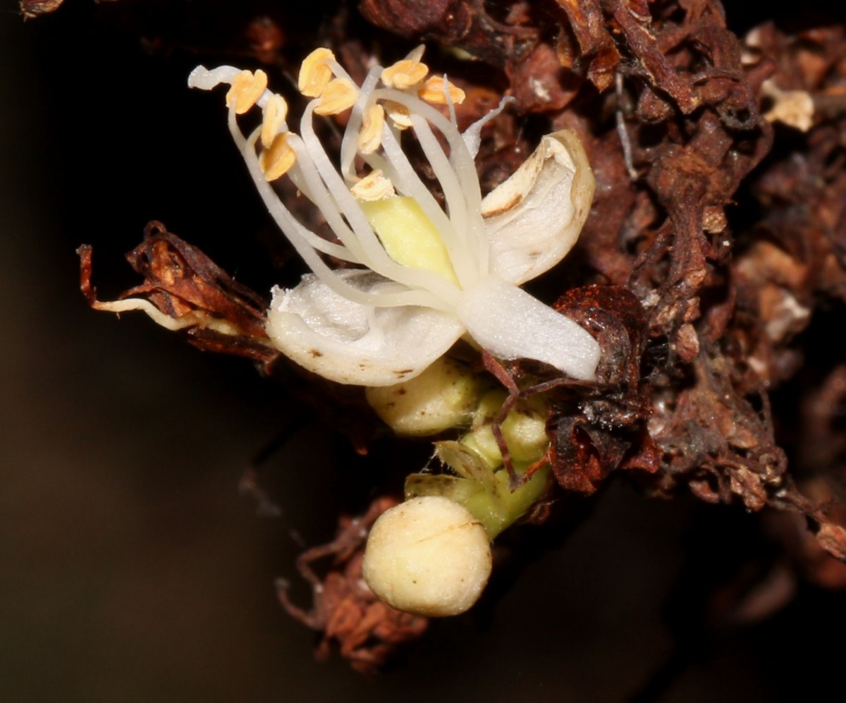 Cynometra cauliflora L.